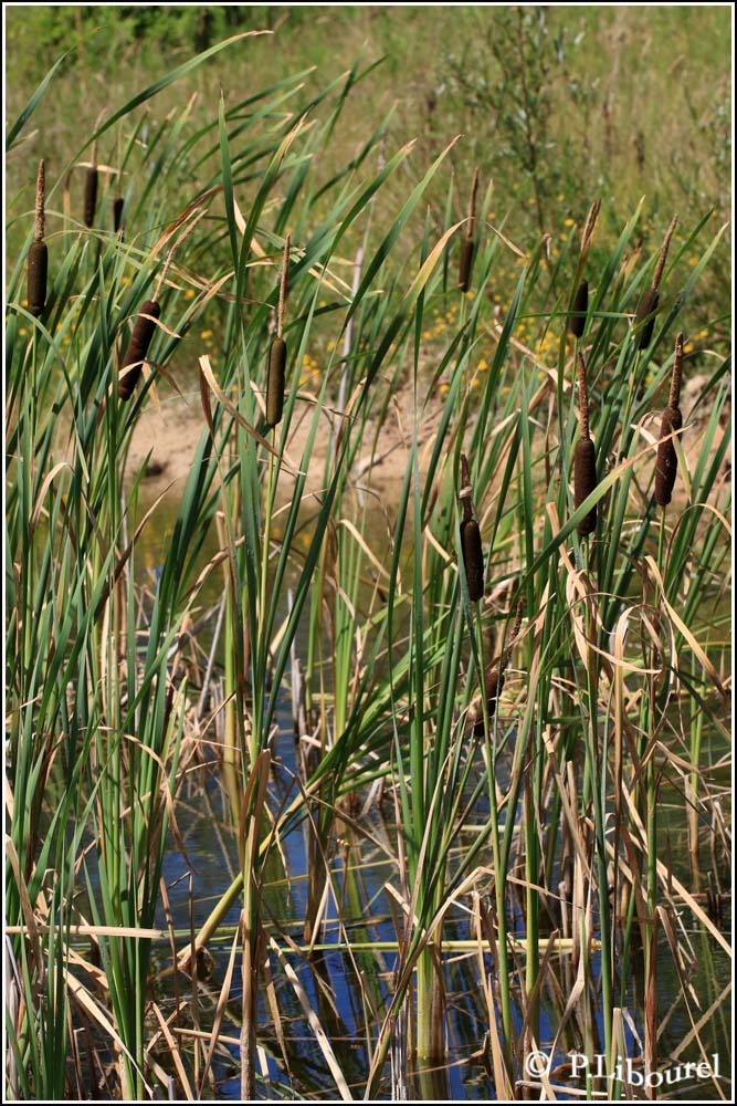 Typha latifolia