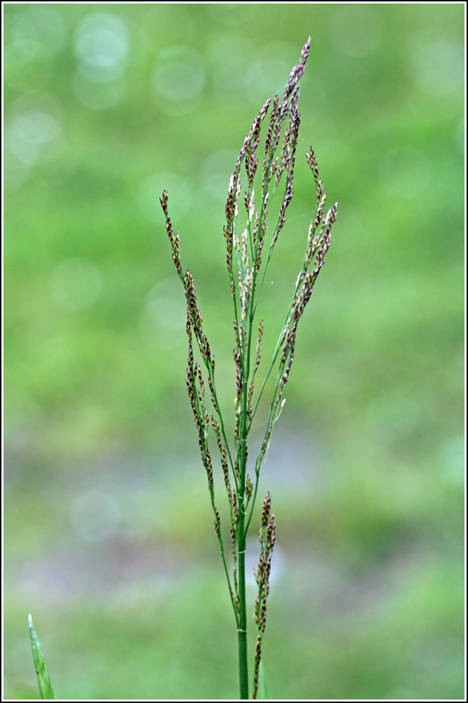 Glyceria maxima