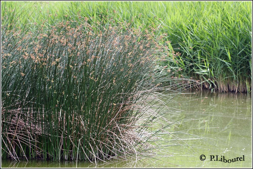 Scirpus lacustris