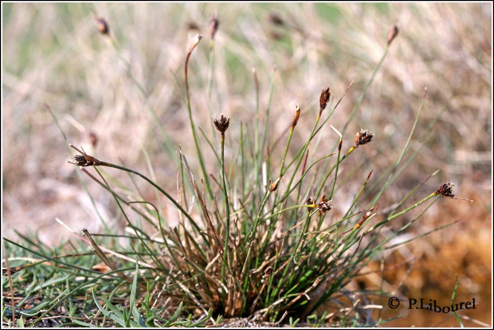 Schoenus ferrugineus