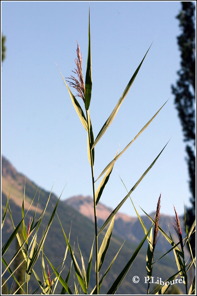 Phragmites australis