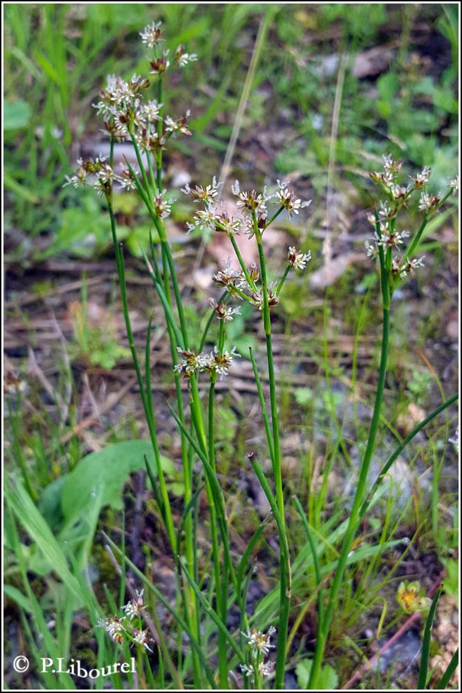Juncus acutiflorus