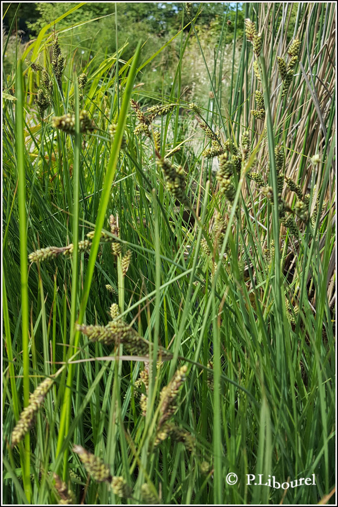Carex buxbaumi