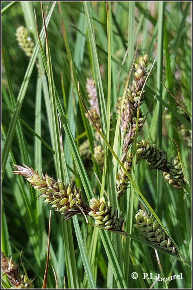 Carex buxbaumi