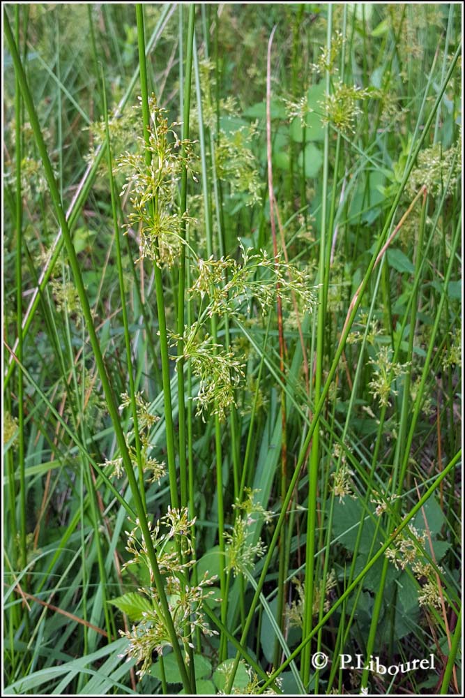 Juncus effusus