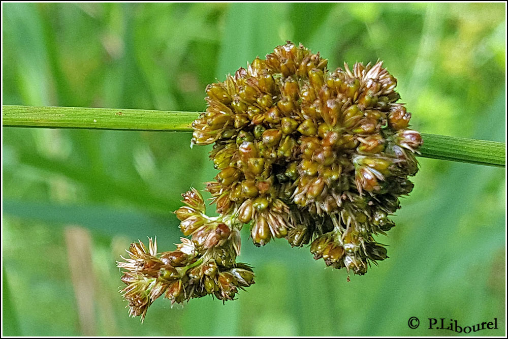 Juncus conglomeratus
