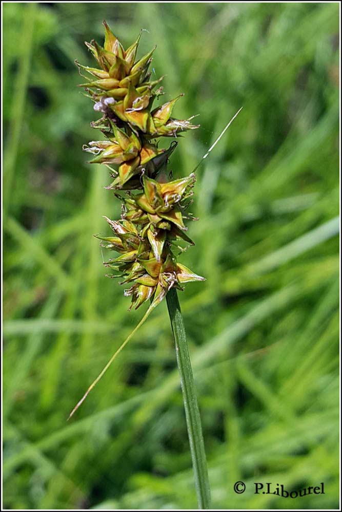 Carex vulpina