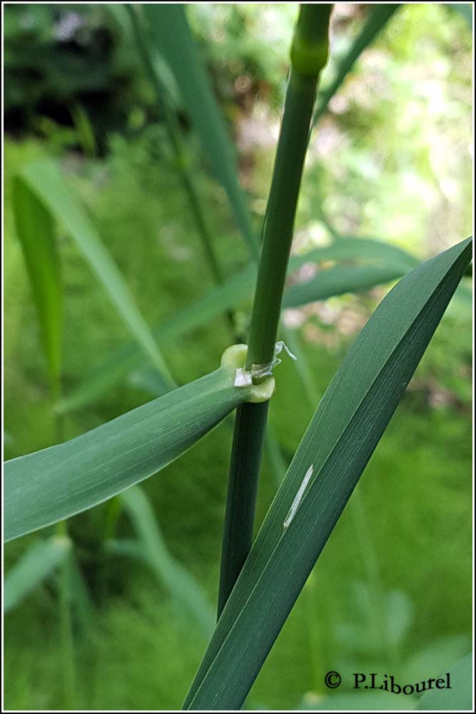 Phalaris arundinacea