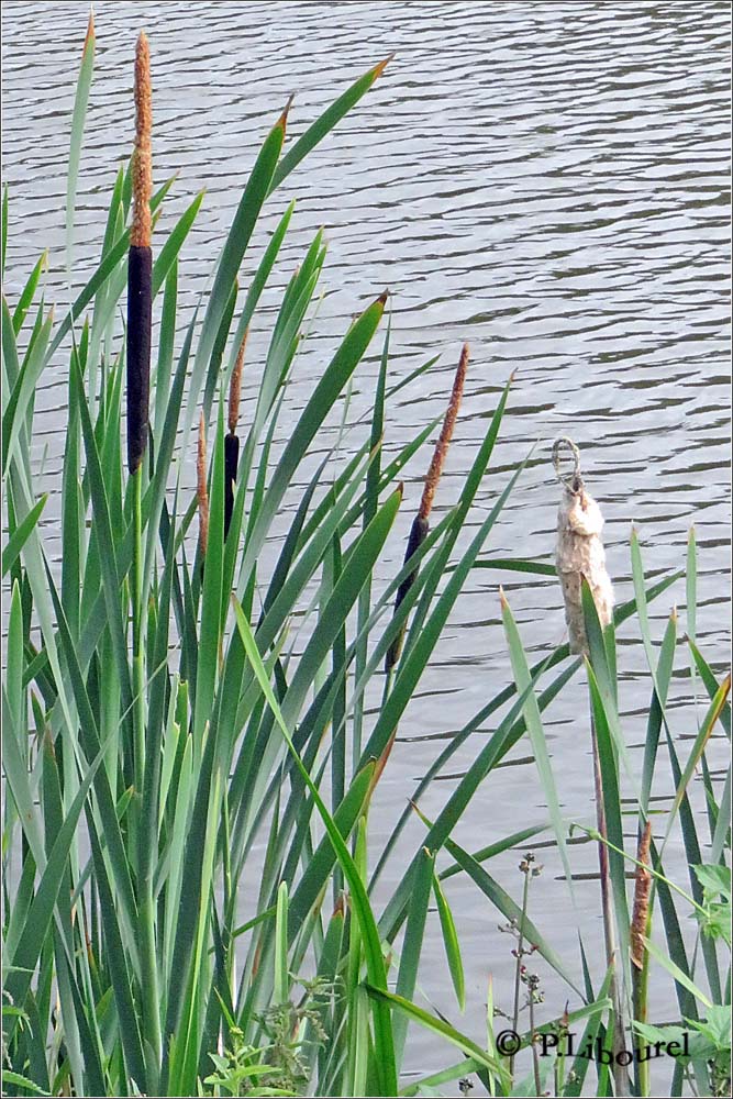 Typha latifolia