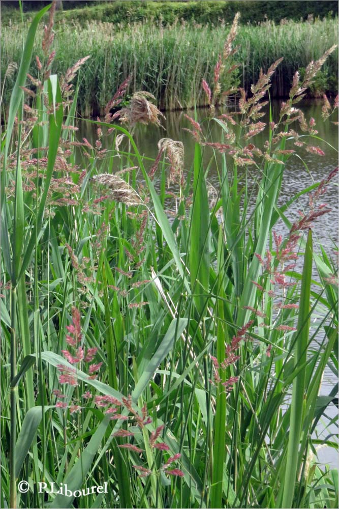 Phalaris arundinacea