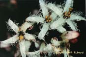 menyanthes