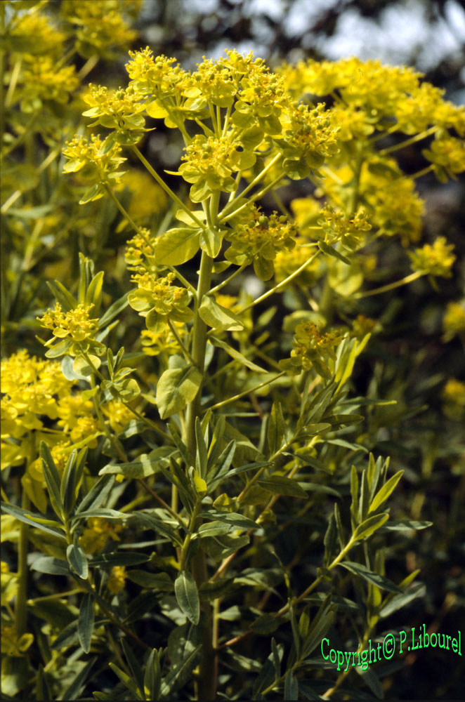 Euphorbia palustris