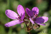 Erodium cicutarium