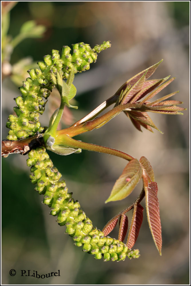Juglans regia
