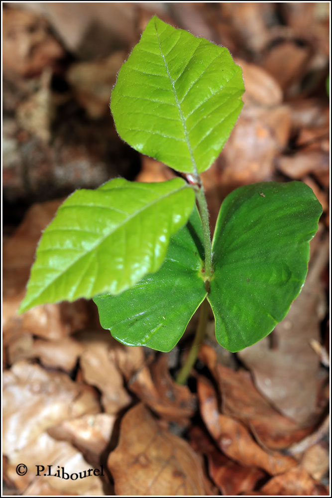 Fagus sylvatica