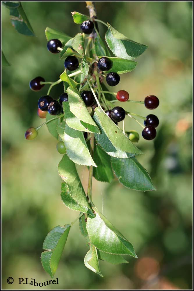 Prunus mahaleb