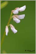 Vicia hirsuta