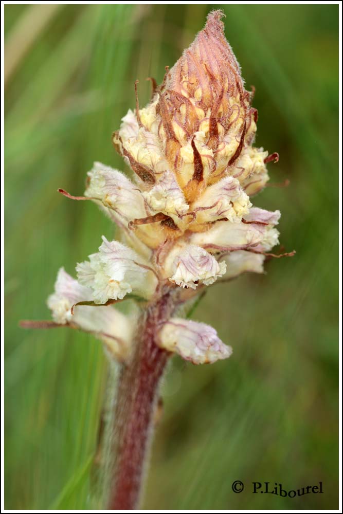 Orobanche minor