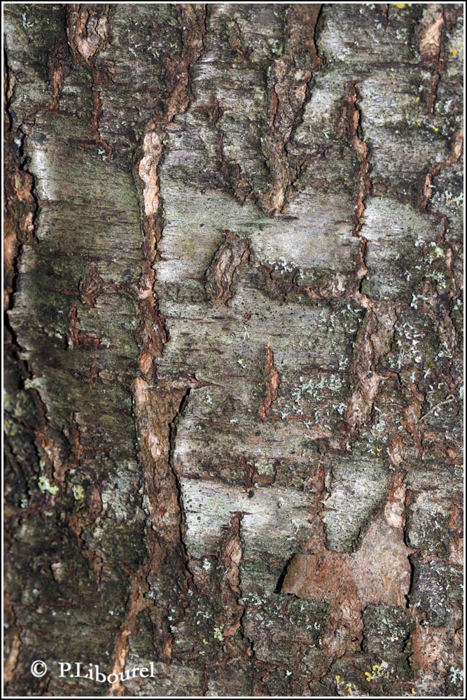 Prunus mahaleb
