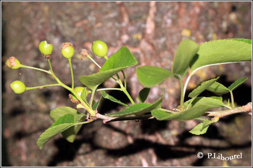Prunus mahaleb