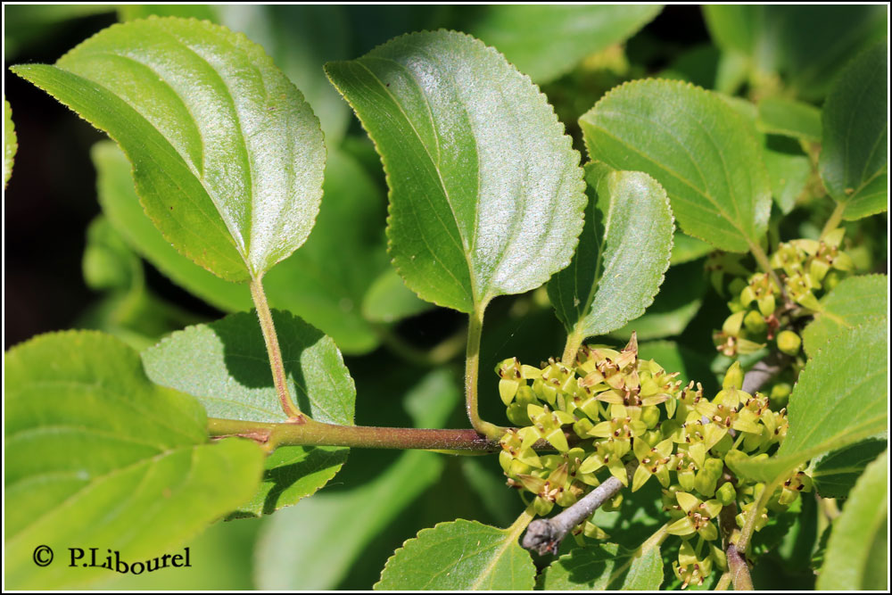 Rhamnus cathartica