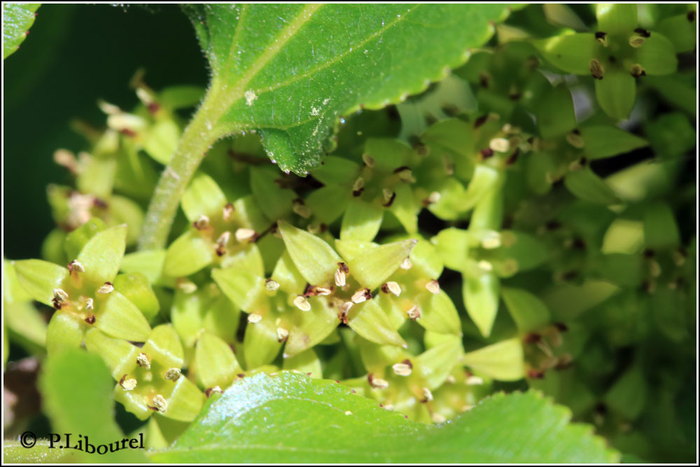 Rhamnus cathartica