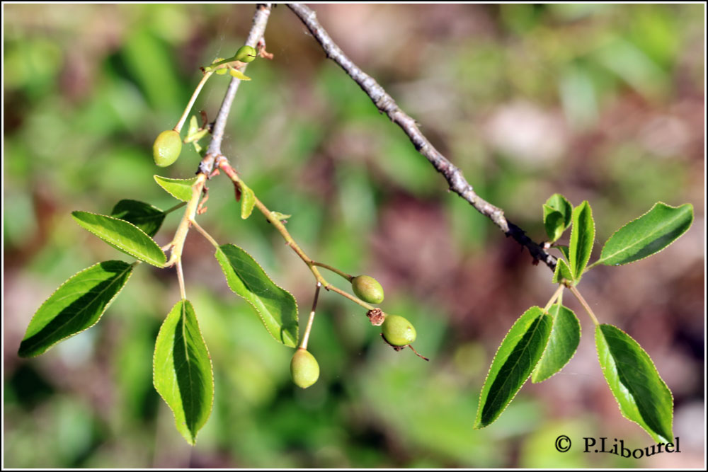 Prunus mahaleb