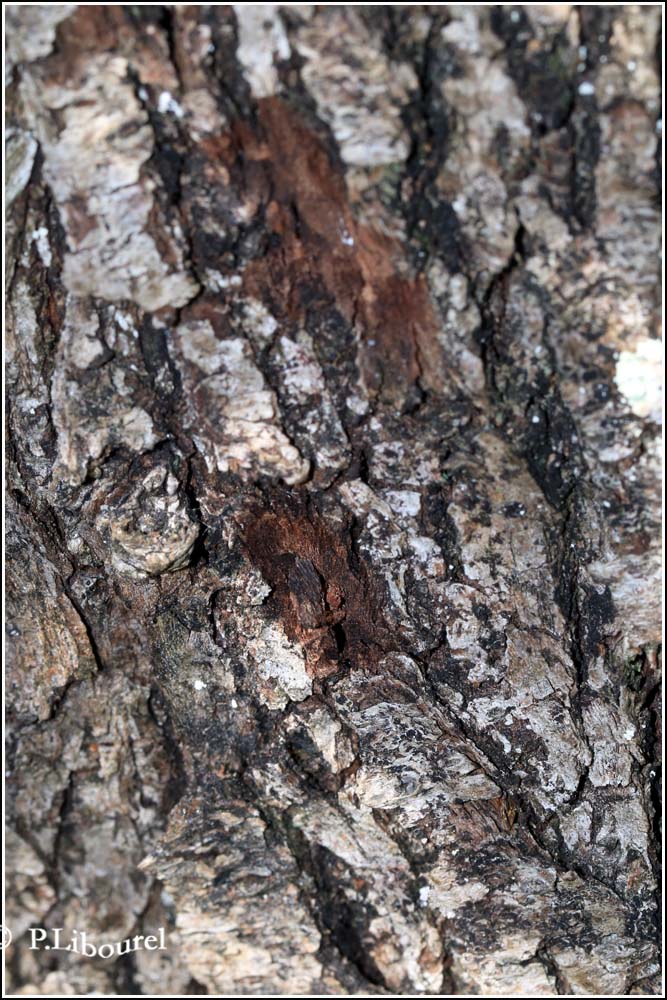 Prunus mahaleb