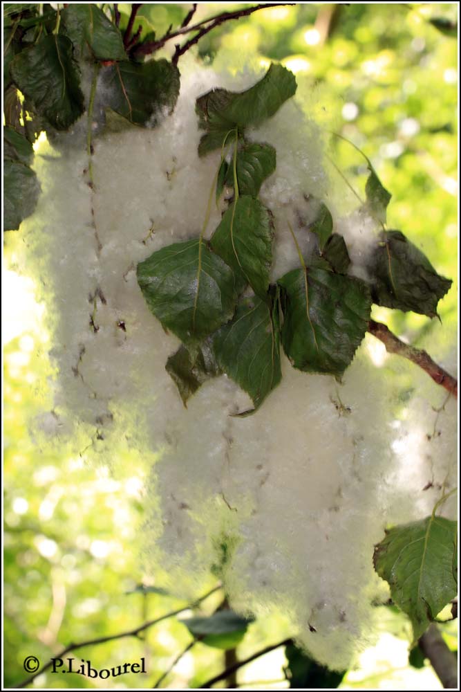 Populus nigra