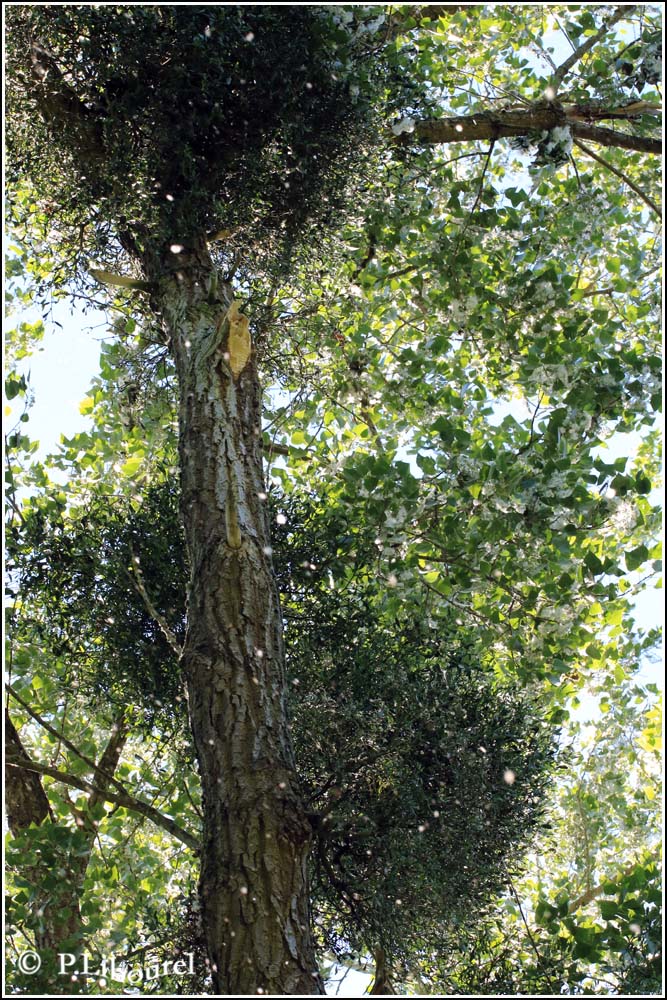 Populus nigra