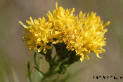 aster linosyris