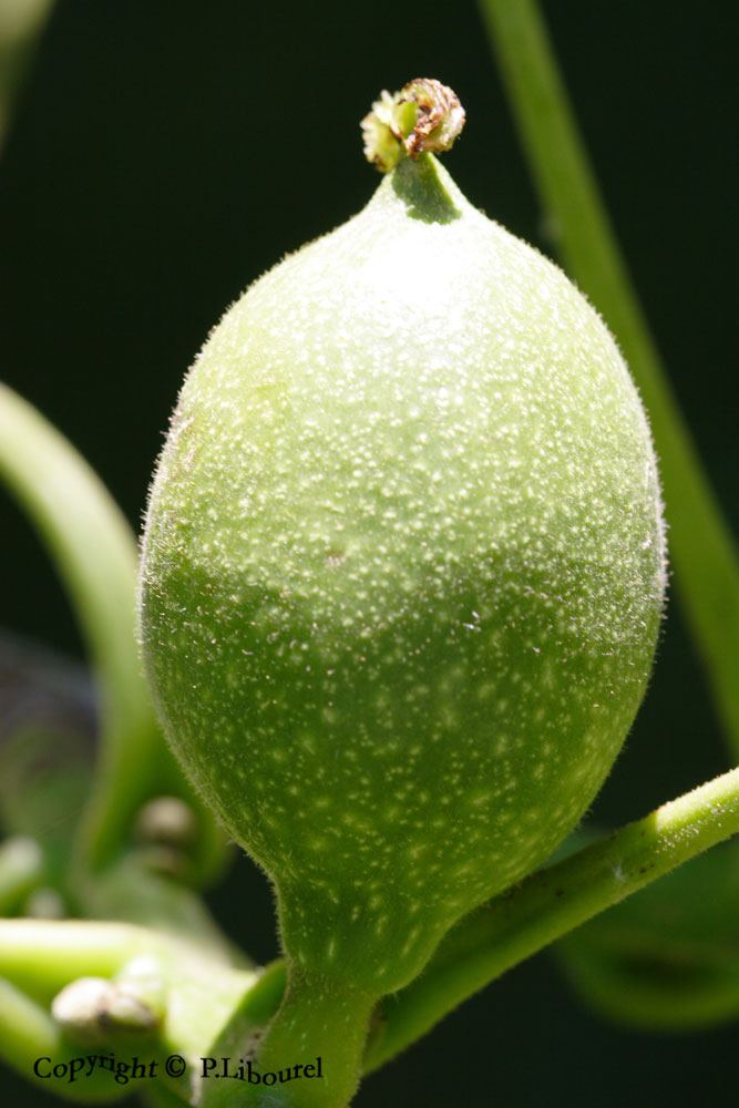 juglans