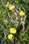 tussilago