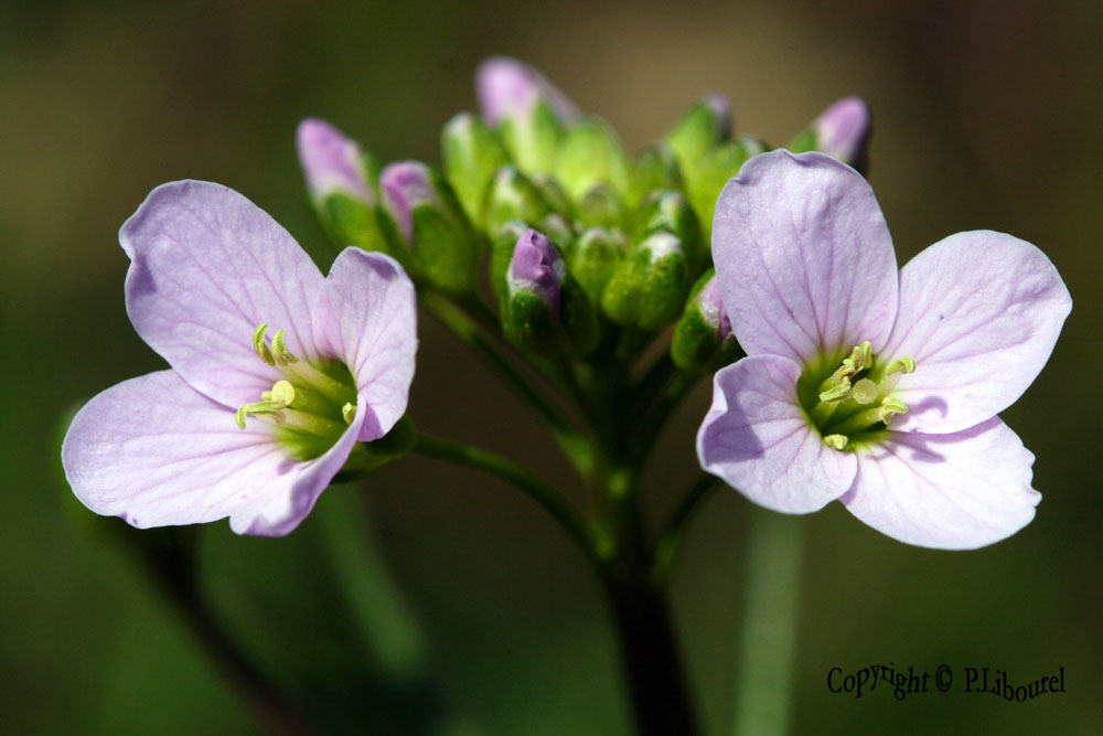 cardamines