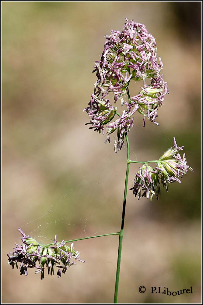 Dactylis glomerata
