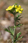 potentilla argentea