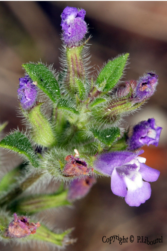 Acinos arvensis