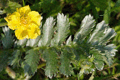 potentilla anserina