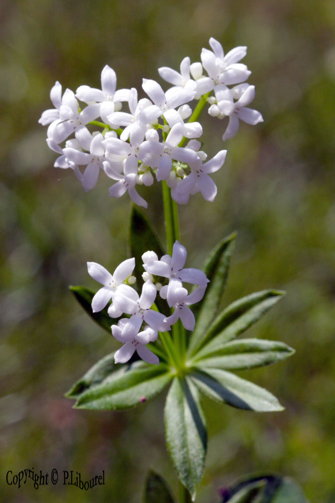 asperula odorata