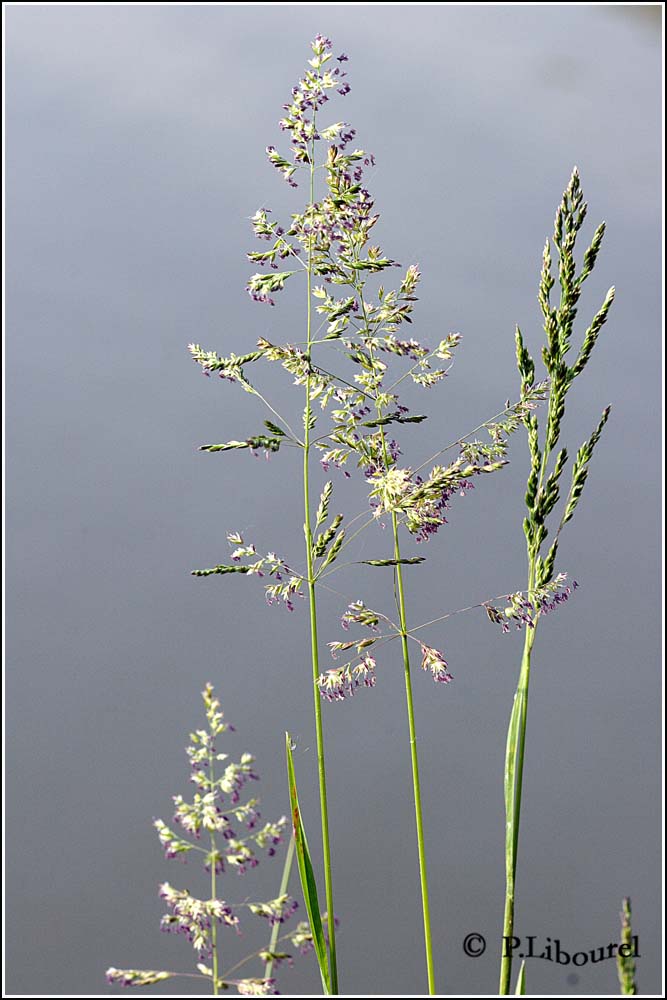Poa pratense