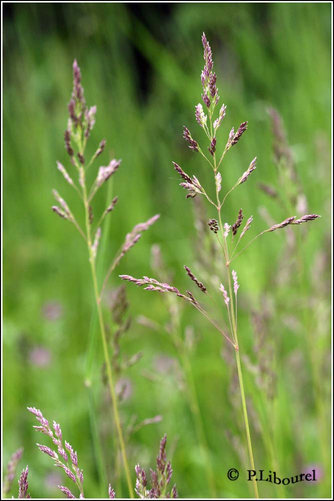 Festuca rubra