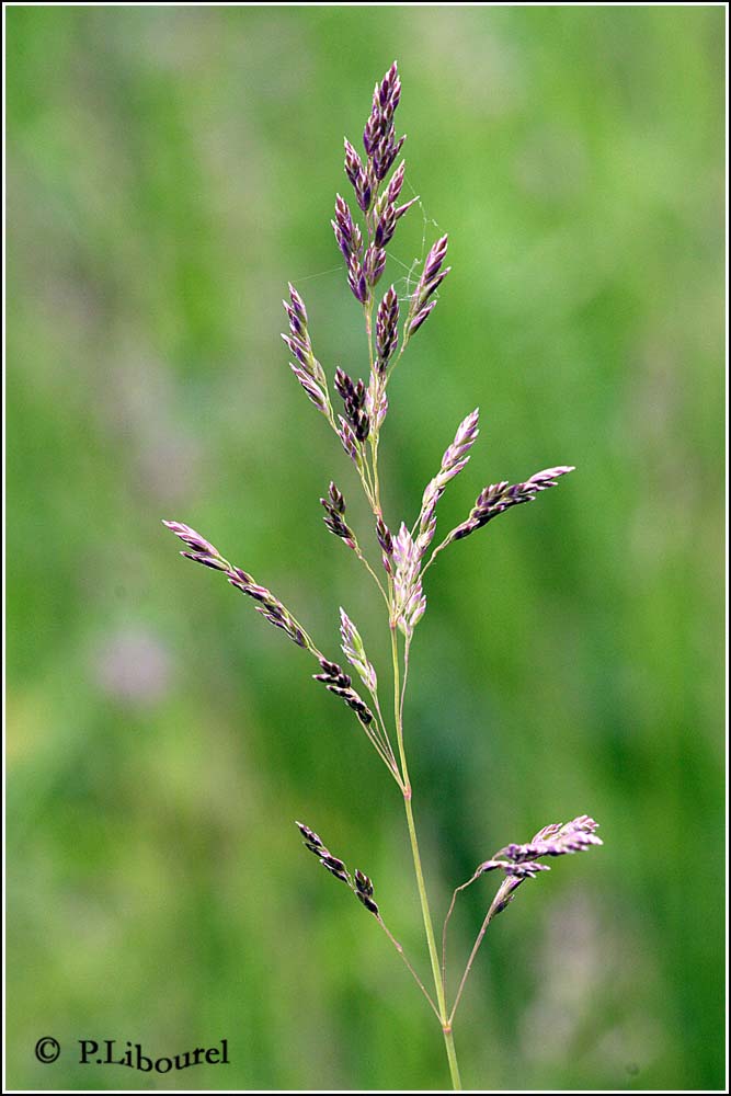 Festuca rubra