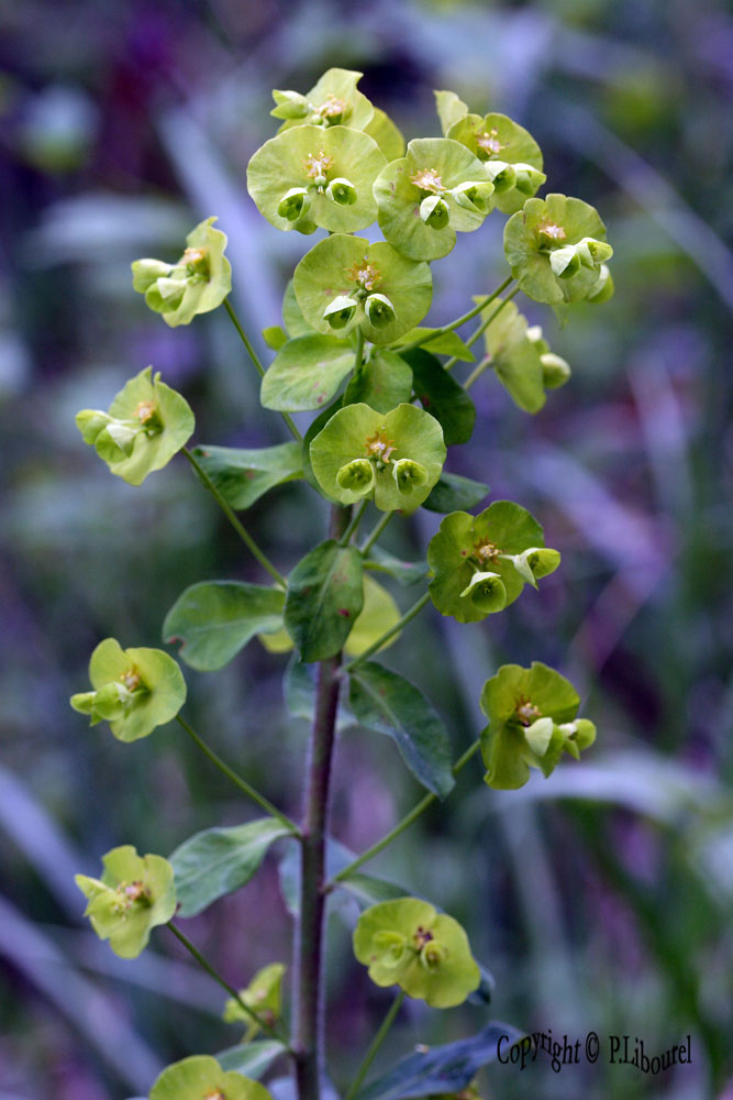 Euphorbia amygdaloides