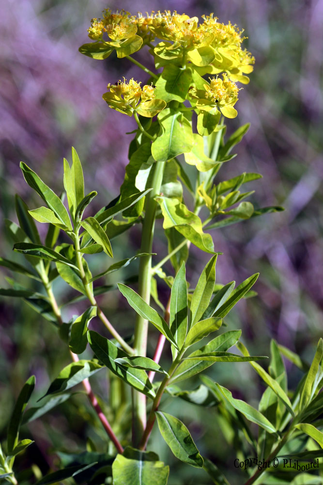 euphorbia palustris