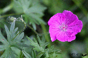 Geranium sanguineum