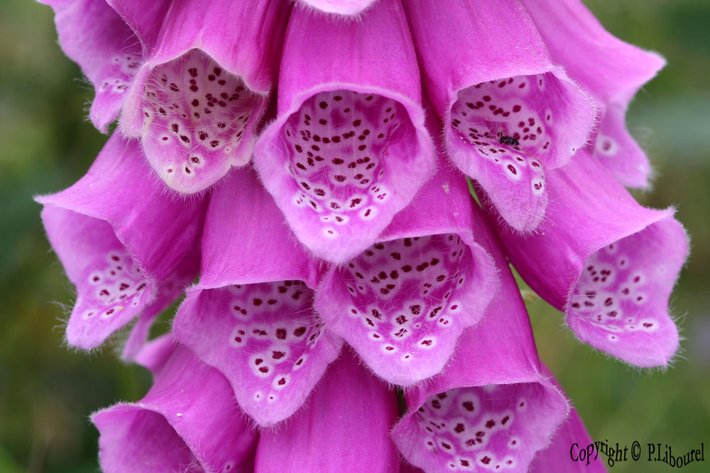 digitalis