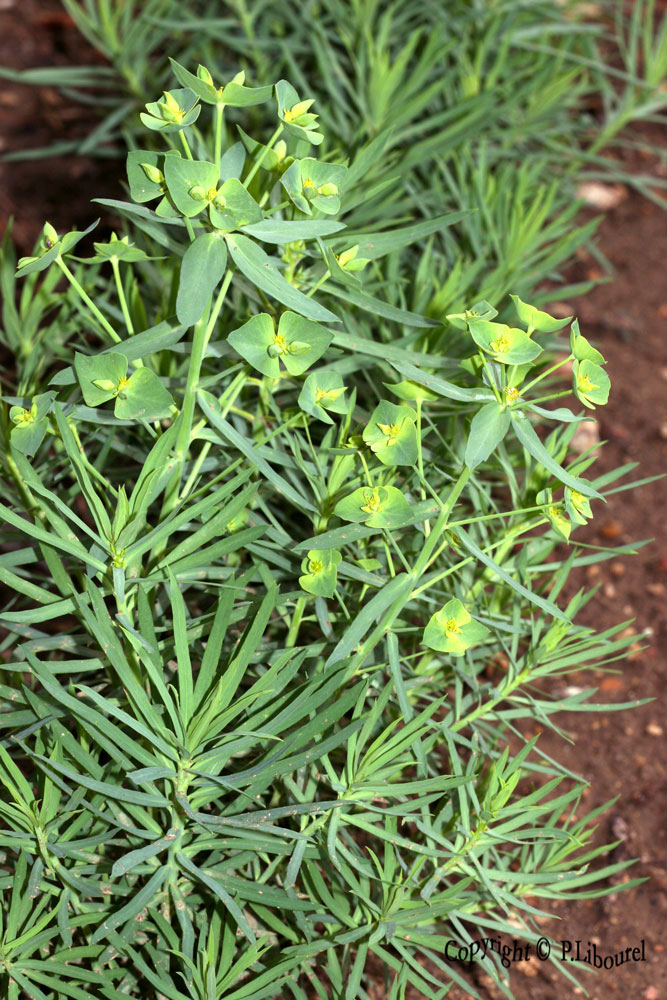 euphorbia segetalis