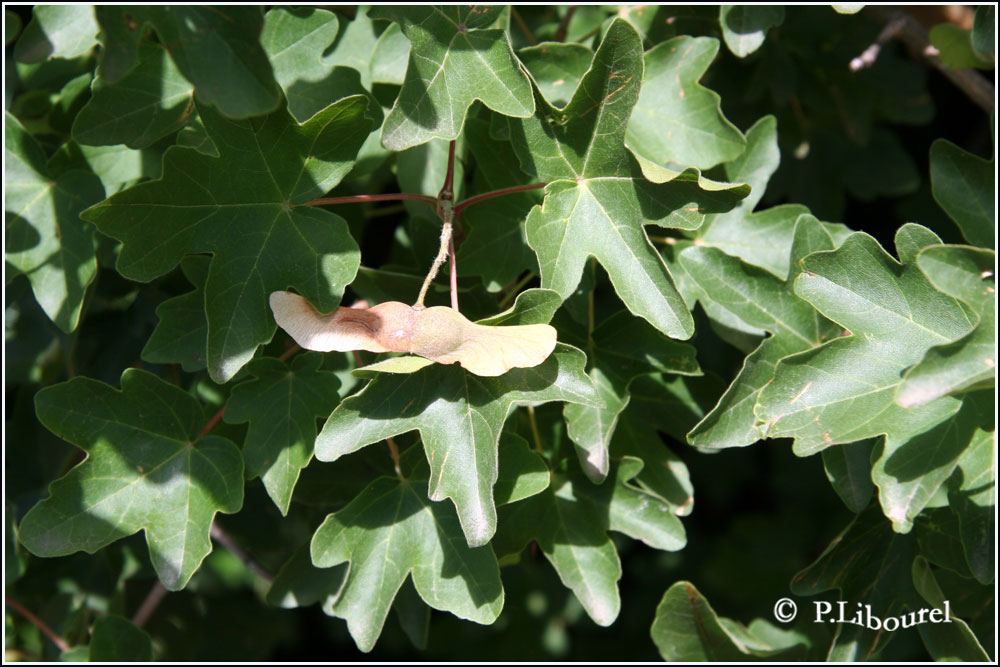 Acer campestre