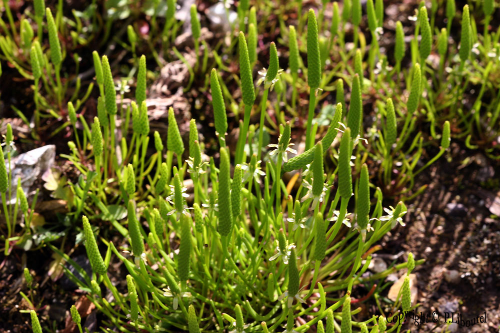 Myosurus minimus