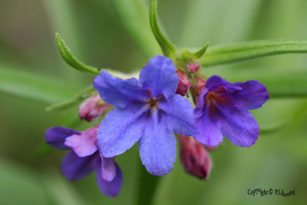  Lithospermum purpurocaeruleum